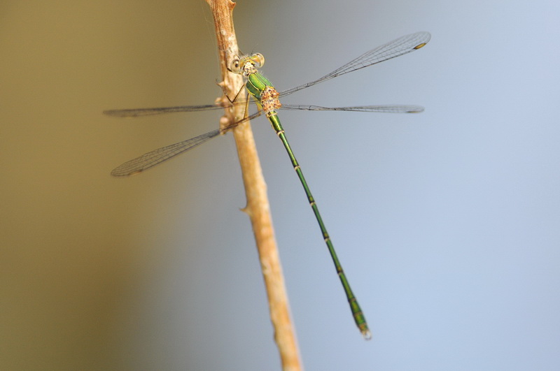 Chalcolestes viridis ??